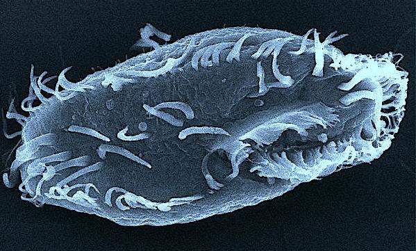 Image credit: Darryl Leja, NHGRI, Digital Media Database, www.genome.gov