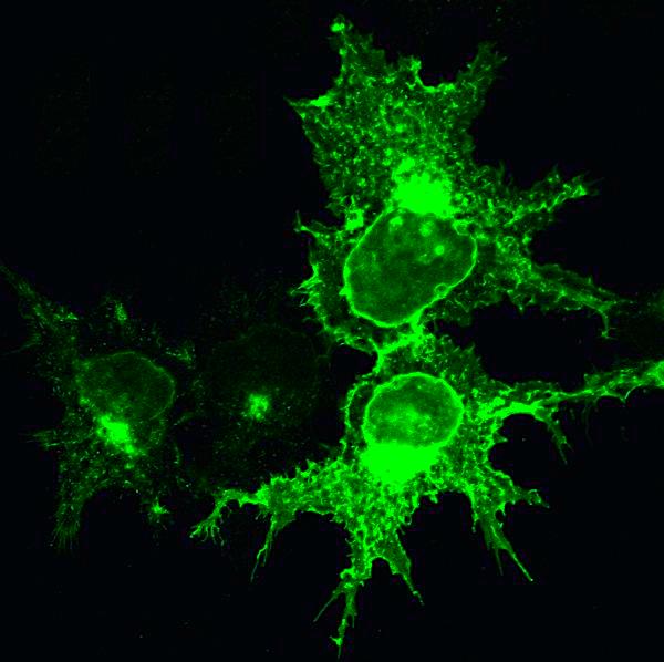 Image credit: Antonio Velayos-Baeza, University of Oxford, Digital Media Database, www.genome.gov