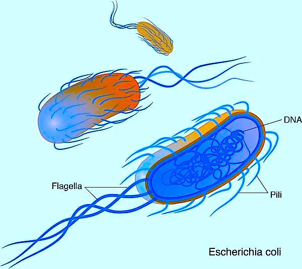 Image credit: Darryl Leja, NHGRI, Digital Media Database, www.genome.gov