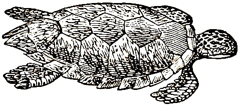 Image courtesty of the British Library's Photostream